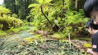 Redwoods - Whakarewarewa Forest Rotorua