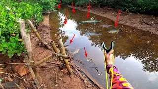 Ikan ikan pada bertaburan akibat sungai mengering | Ketapel ikan #SF03