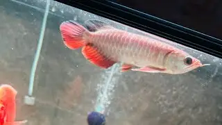Arowana Fish Jumped Out of Aquarium | Fin & Scale Damage ☹️