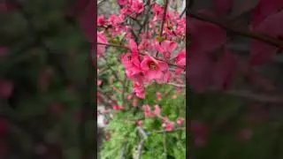 Spring Enigma: The Mysteries of Budding Buds #spring #flowers #flower #pink