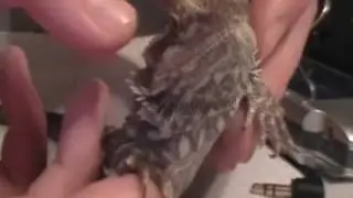 Bearded Dragon Dance