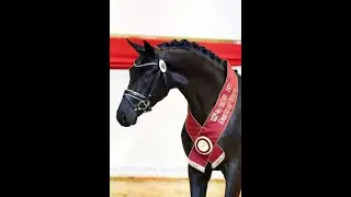 Dream Royal (Don Royal x Quadroneur x Rubin Royal OLD) Vechta 2022