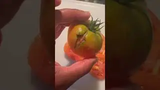 Would You Eat This Or Toss It? #tomato #tomatoes #gardeningtips #gardenhacks