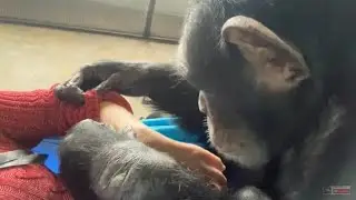 Chimpanzee Grooming Compilation -- March 23, 2022