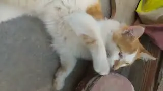 New Cat purring and loving a massage