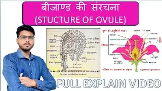 बीजांड की संरचना (Structure of Ovule) | Class 12 Biology Chapter 2 | Sexual Reproduction in plants 
