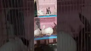 #rabbitgang #viralvideo #babyrabbit