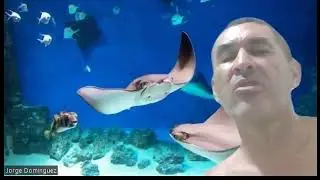 Home remedy at Punta Mango when you get stung by stingray