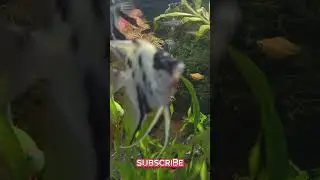 Depth and Light | Green Aquascape Motion