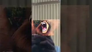MADAGASCAR (2005) Alex's Roar But It's Samson Roar