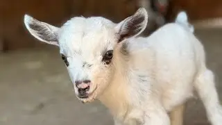 Two goat babies + Two kittens = fun times in the barn.