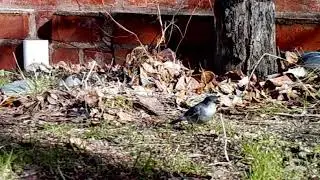 Aves urbanas forrajeras + Browning Trail Cam