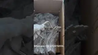 Precision Investment Casting Ear