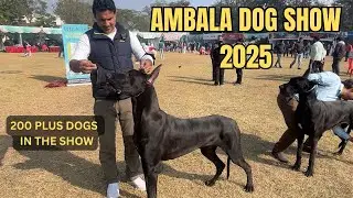 Выставка собак в Амбале 2025 | Более 200 собак, таких как немецкая овчарка, аргентинский дого и к...