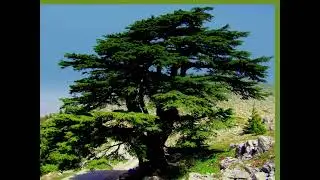 جوليا - وطني بعيدك