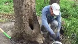 Inspecting a tulip poplar with Armillaria