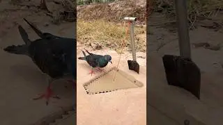 Quick Unique DIY Pigeon Bird Trap Using Mini Shovel & Cardboard #camping #outdoors #bushcraft