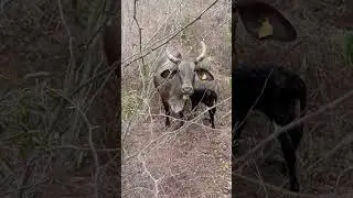 ya pari&oacute; la vaca Barrosa mi jente 🐮 saludos