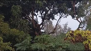 সকাল হয়েছে তাই একটু গল্প করি।