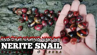 Andaming Nerite snails 😍