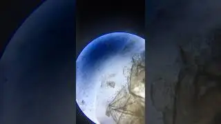 Cell Lysis Timelapse  #cellularbiology  #science  #cytoplasm