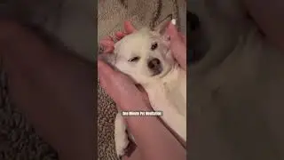 1-Minute Pet Meditation 🐶 #relaxing #chihuahua