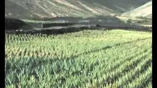 Lanzaloe, el Aloe de Lanzarote