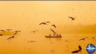 Lake Ambience with Seagulls (10 Hours) | Relaxing Nature Sounds for Sleep