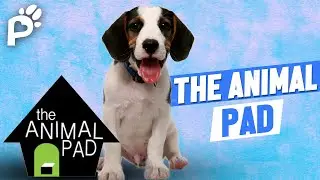 The Animal Pad & TAPACT | Christy Lambert | Pawareness Podcast Ep. 13