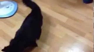Cat swarm