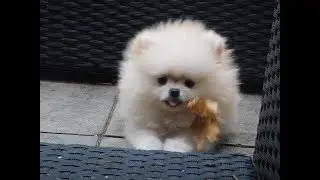 Cute Pomeranian puppy play in Park Boo funny - Calvin Klein Vip Pom Star