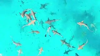 song :baby shark. who also likes to swim with sharks ?