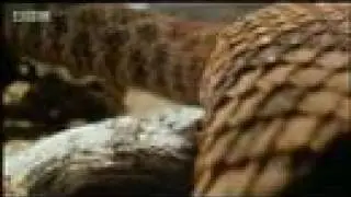 Hawk vs snake - BBC wildlife