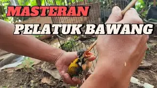 CARA MELOLOH  PELATUK BAWANG#masteransogokontong #masteranburung