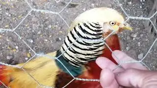 PAV&Atilde;O BRANCO &Aacute; VENDA E OUTROS 