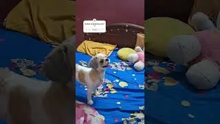 MESSI🥎#youtubeshorts #ytshorts #shorts #prezzy #shihtzu #dogs #pets #viralyoutubeshorts #funny