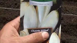 Semis d'endives