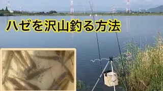 オモリと針を変えれば『ハゼ』は沢山釣れる。ハゼを沢山釣る方法