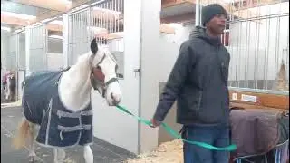 Gem Adoption Horse | Peaches Led Out of Stable to Paddock | Gem Project Sanctuary Diaries