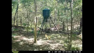 Reveal Tacticam Xpro catches bobcat protecting my deer feeder.
