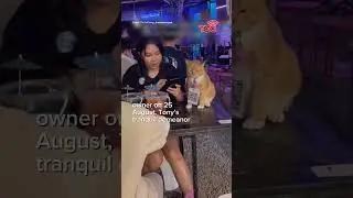 Relaxed Orange Cat with QR Code Becomes Internet Sensation at Thai Restaurant