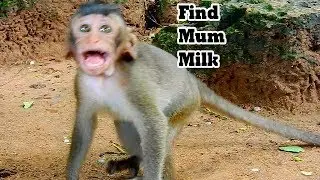 Copper crying so loudly miss his mum coco,much pity poor orphan baby boy in Milan troop