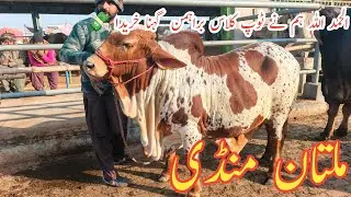 Allhamdulliha Buy Bhraman Gehna 🥰😍 || Multan Mandi Saturday ||@MultanAnimalLovers 