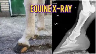 What&rsquo;s Wrong With His Leg? | Real Equine X‑Ray Examination at the Stable