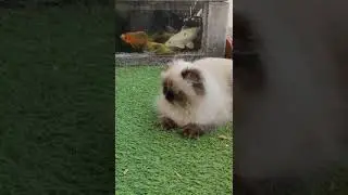 Himalayan blue point kitten looking at her dinner - Japanese koi