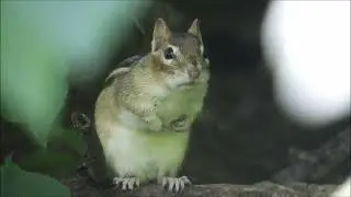 Eastern Chipmunk Chirp Calls