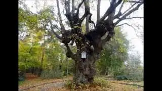 Herenthout