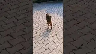 monkey walk #monkey #monkeyvideo #bandar