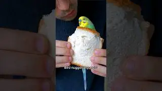 Neo the bird sandwich returns