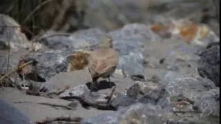 Ammomane &eacute;l&eacute;gante (Ammomanes cinctura - Bar-tailed Lark), 21/05/2016 Gruissan (11)